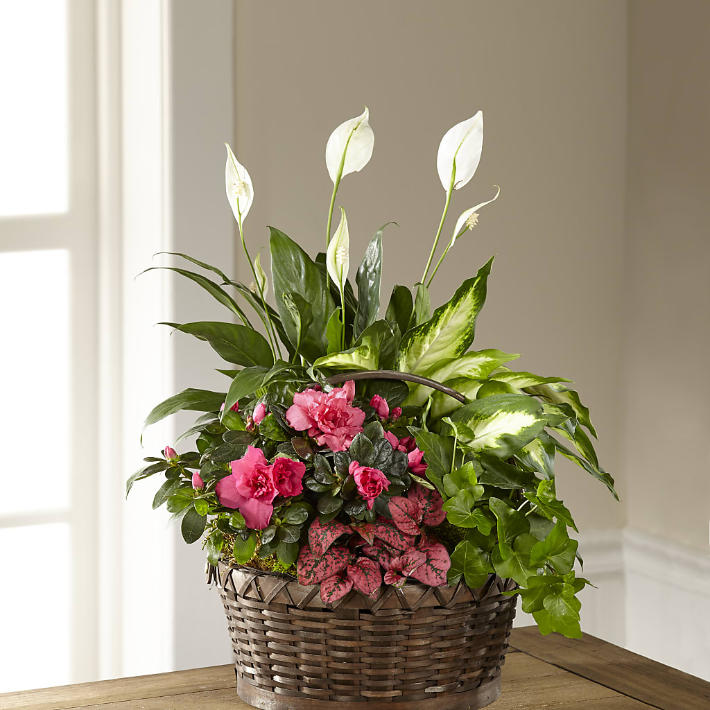 Dream in Pink Dishgarden – JANIE'S COUNTRY GALLERY FLORIST, Bristol VA
