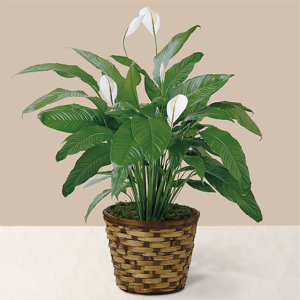 Tranquil Moments Peace Lily Plant – JANIE'S COUNTRY GALLERY FLORIST, Bristol VA