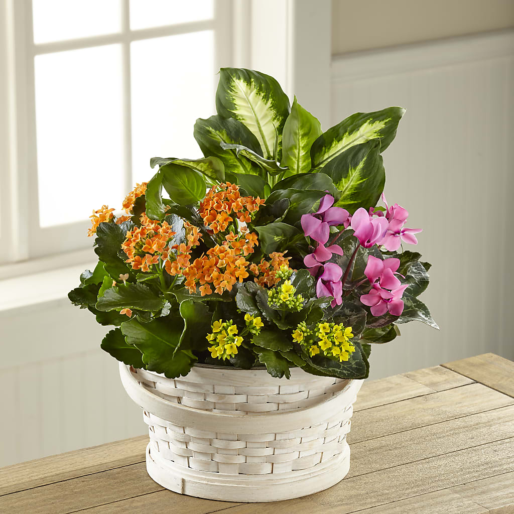 Color Crush Dishgarden – JANIE'S COUNTRY GALLERY FLORIST, Bristol VA