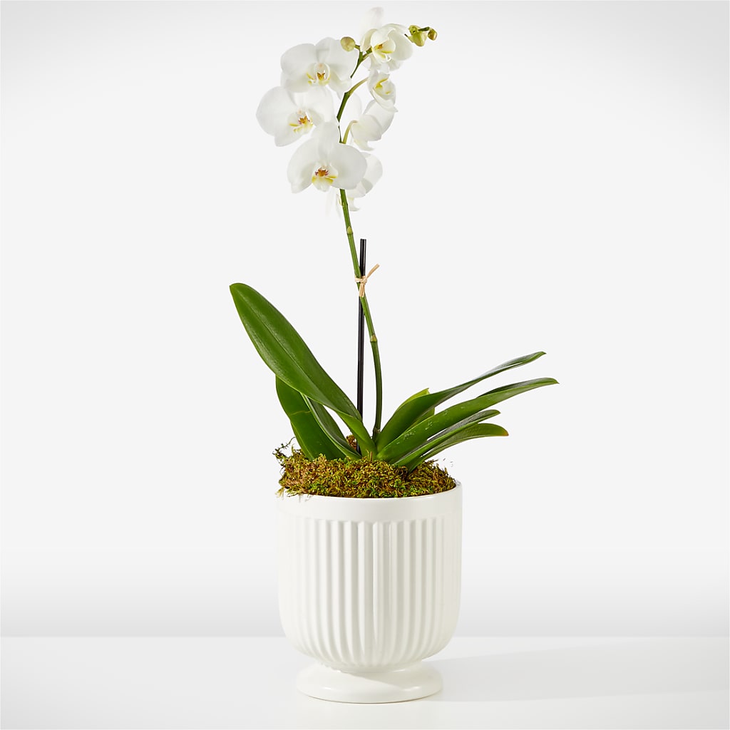 Whispering White Orchid – JANIE'S COUNTRY GALLERY FLORIST, Bristol VA