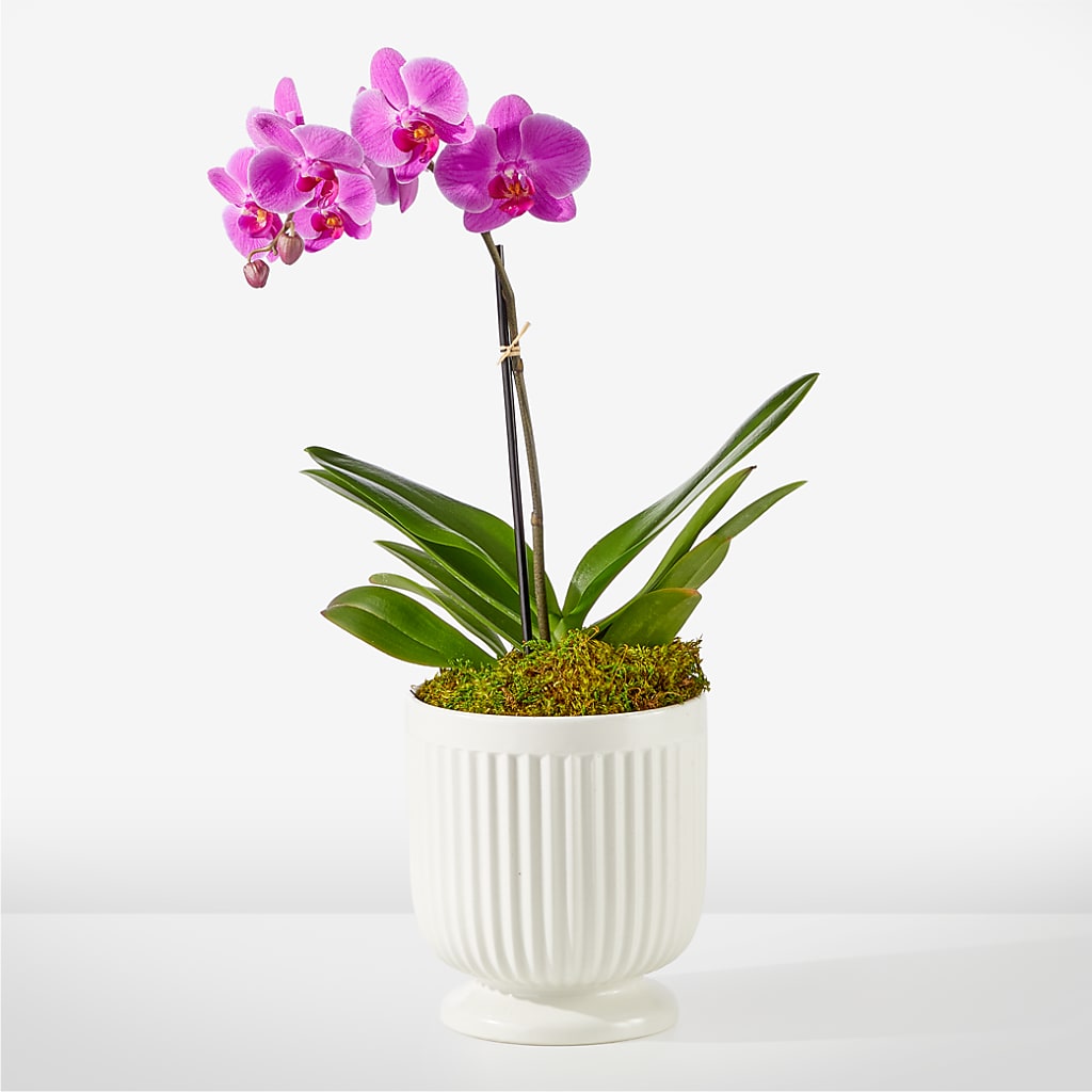 Friendly Fuchsia Orchid – JANIE'S COUNTRY GALLERY FLORIST, Bristol VA