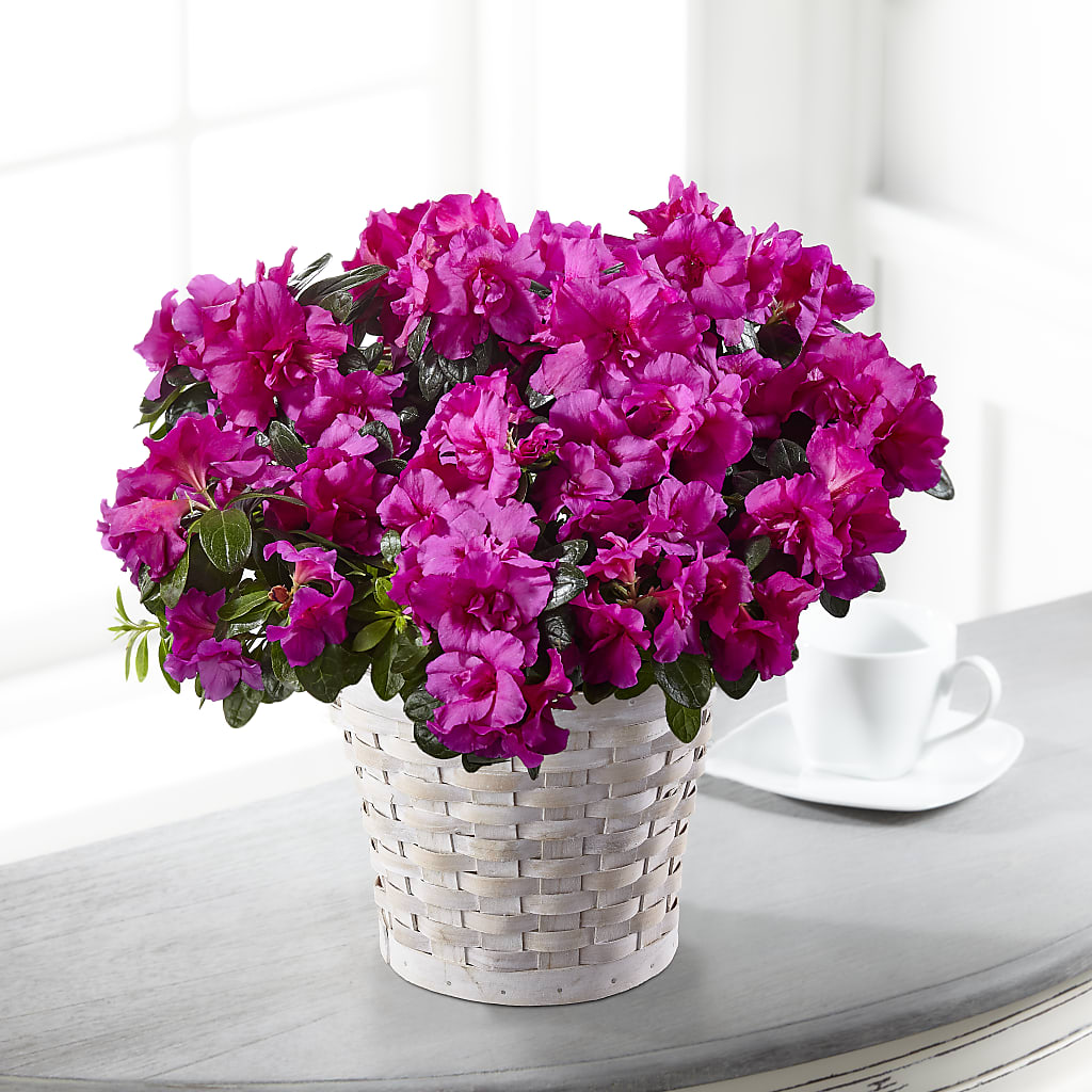Hope & Serenity Azalea Plant – JANIE'S COUNTRY GALLERY FLORIST, Bristol VA