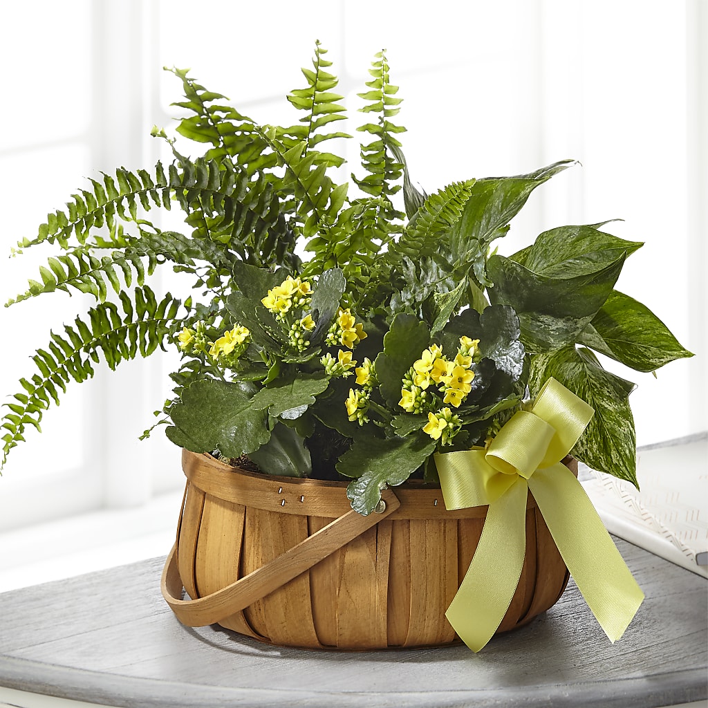 Always Dear Dishgarden – JANIE'S COUNTRY GALLERY FLORIST, Bristol VA