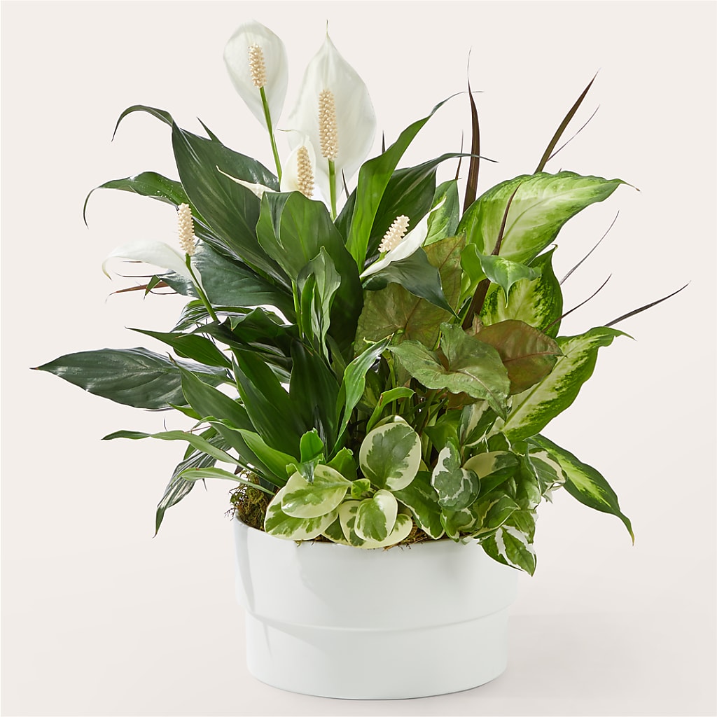Radiating Positivity Dishgarden – JANIE'S COUNTRY GALLERY FLORIST, Bristol VA