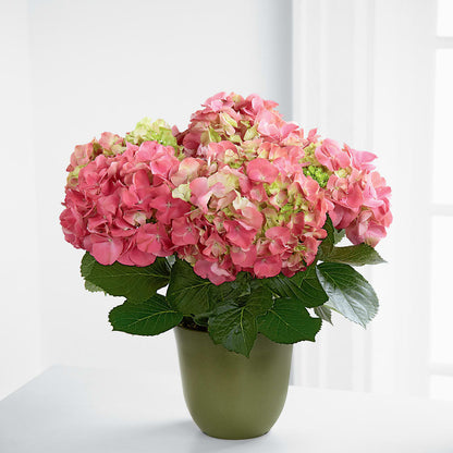 Pink Hydrangea Planter – JANIE'S COUNTRY GALLERY FLORIST, Bristol VA