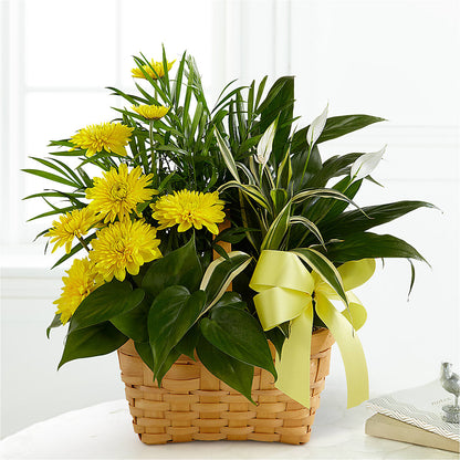 Loving Light Dishgarden – JANIE'S COUNTRY GALLERY FLORIST, Bristol VA