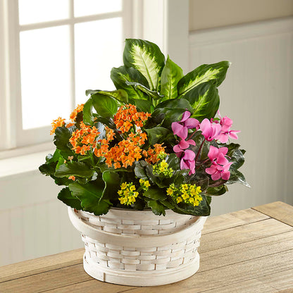Color Crush Dishgarden – JANIE'S COUNTRY GALLERY FLORIST, Bristol VA